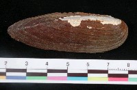 藏品(琵琶湖矛蚌)的圖片